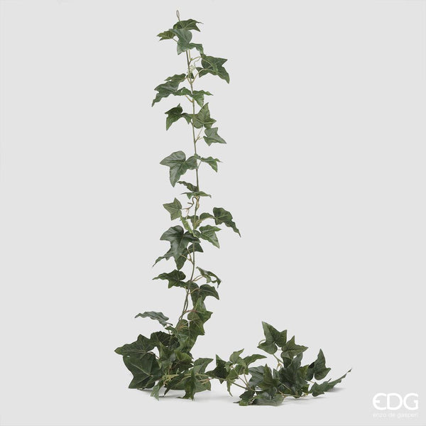 EDG - Edera Festone H180 (84Fg) B3