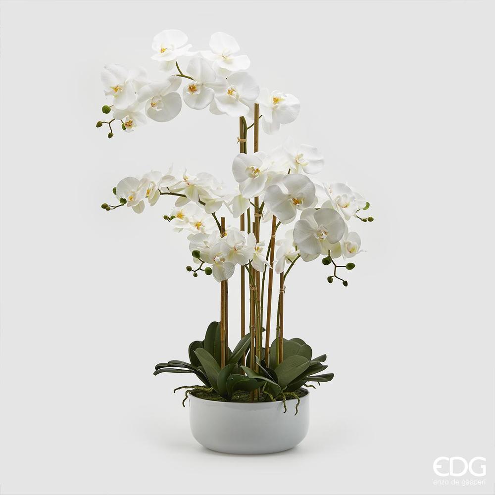 EDG - Orchidea Phal.Real X7 C/Vaso H84