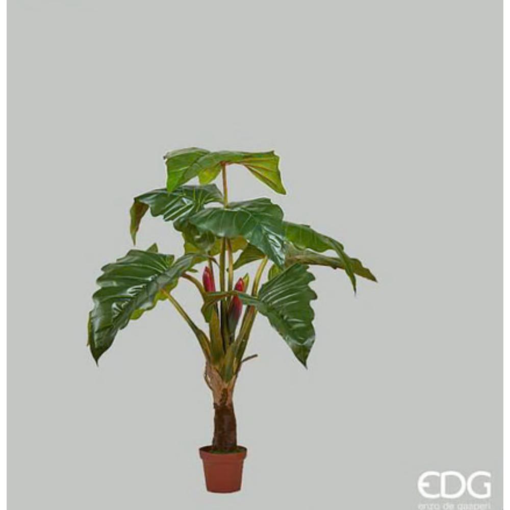 EDG - Alocasia Chic C/Vaso H160(9Fg) 15