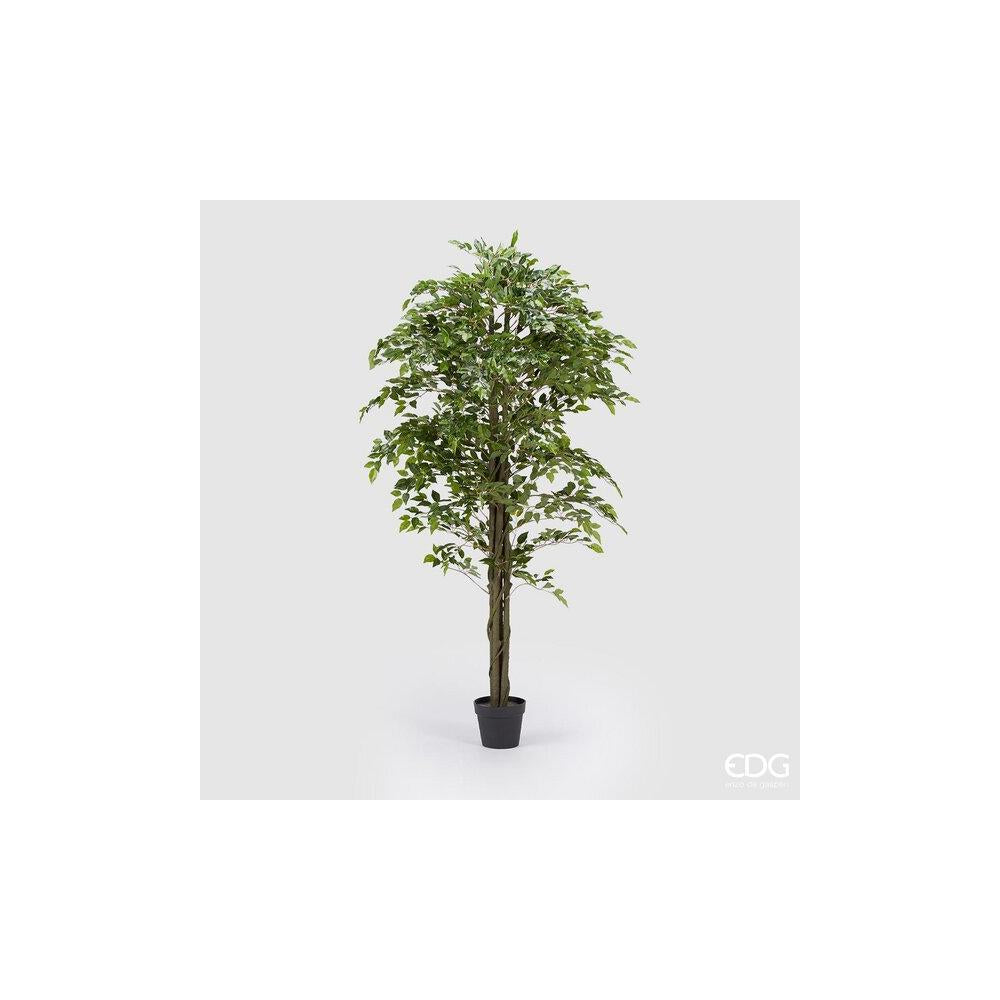 EDG - Ficus Beniam.Chic C/Vaso H180