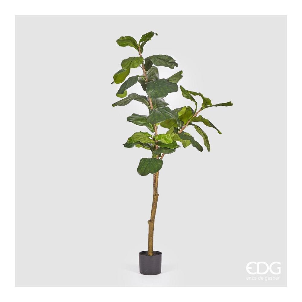 EDG - Ficus Lyrata Con Maceta H152(34Fg)