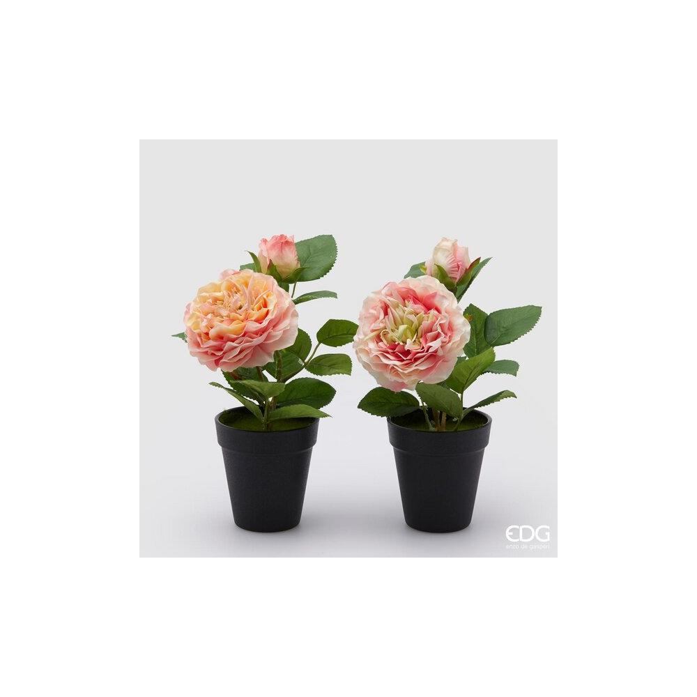 EDG - Rosa Olis C/Vaso+Bocciolo H25 [Rosa]