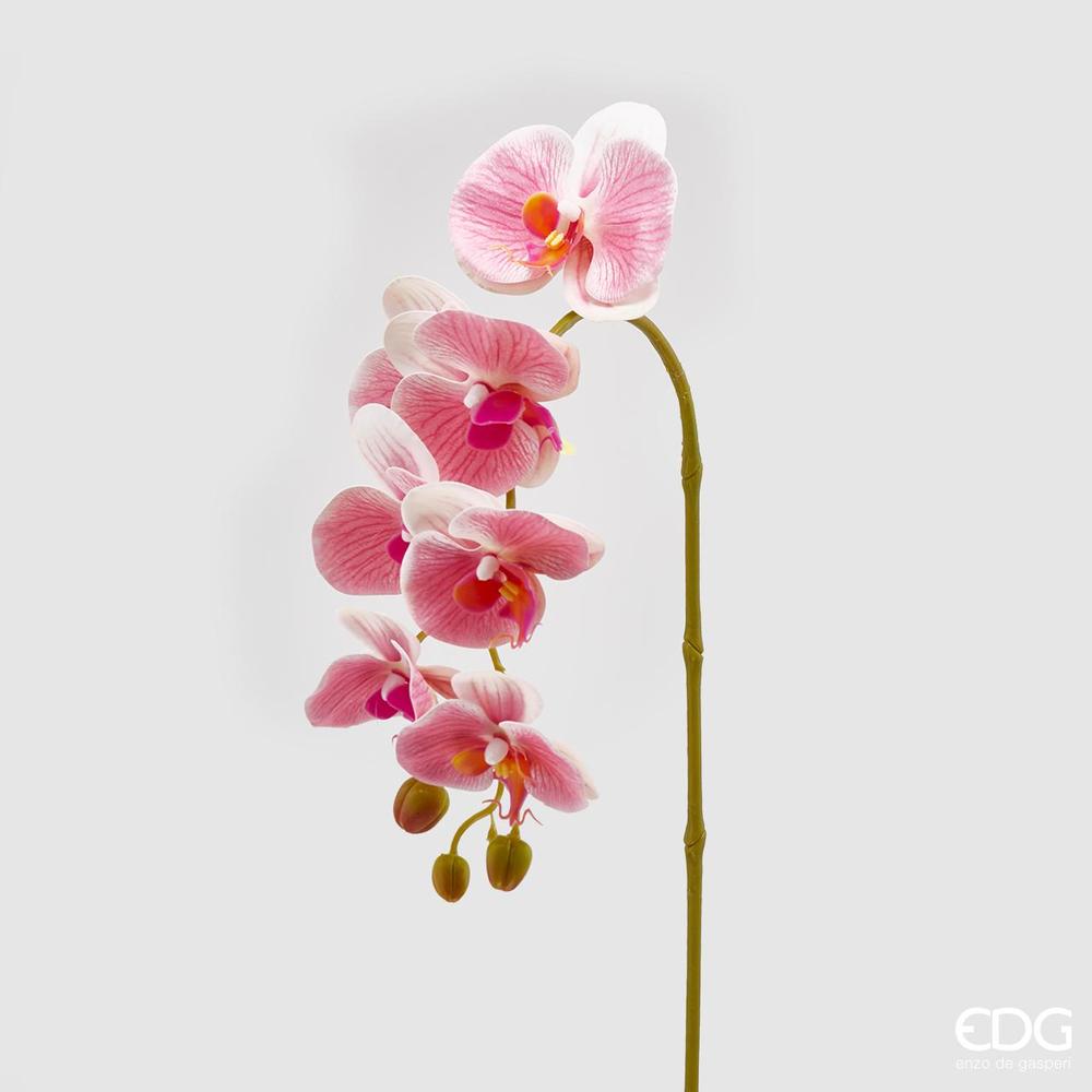 EDG - Orquídea Phal.Olisramo 3D X7 H85 C0