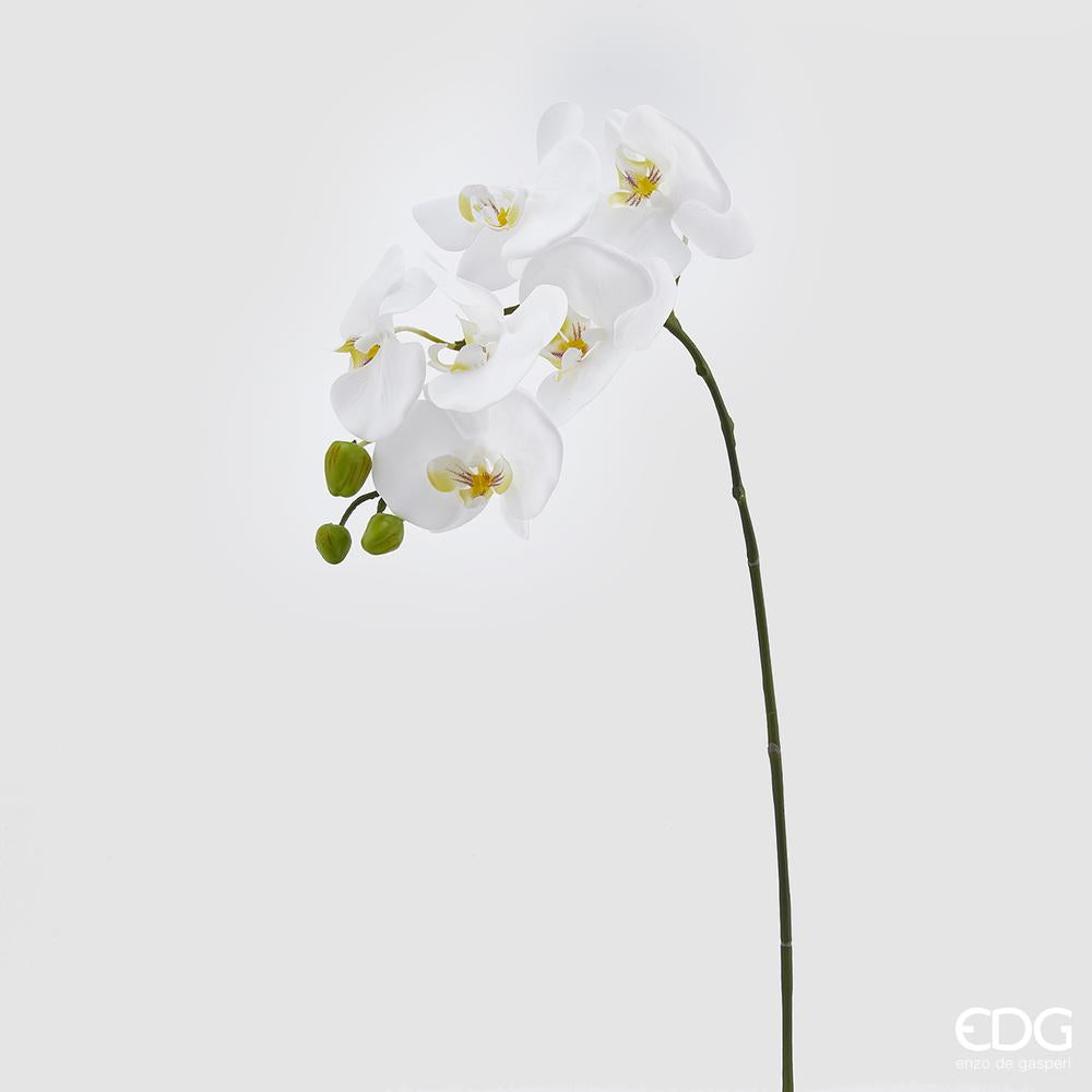 EDG - Orchidea Phal.Real Ramo H74 (6F) B3