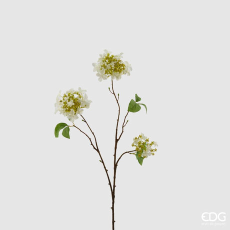 EDG - Hydrangea Rex Branch X3 H75 C3