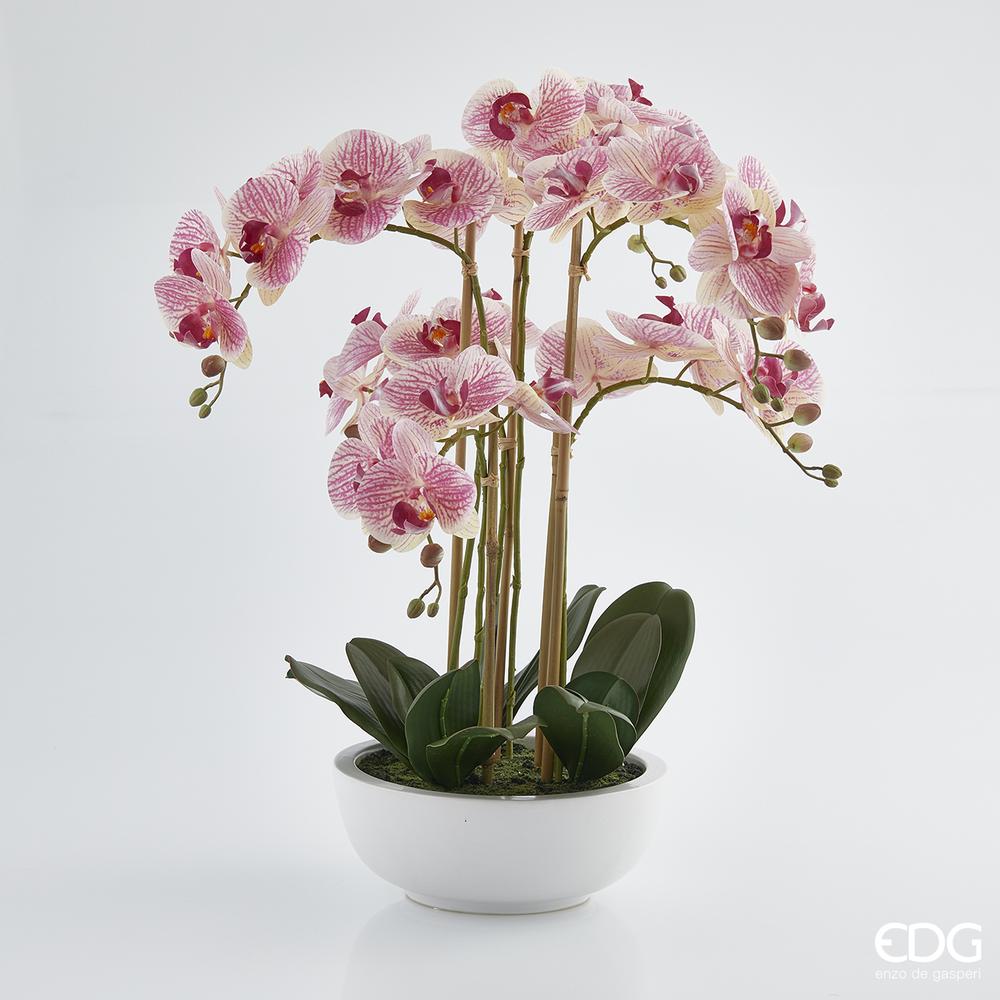 EDG - Orchidea Phal.Plant X6 C/Vase H64 B7