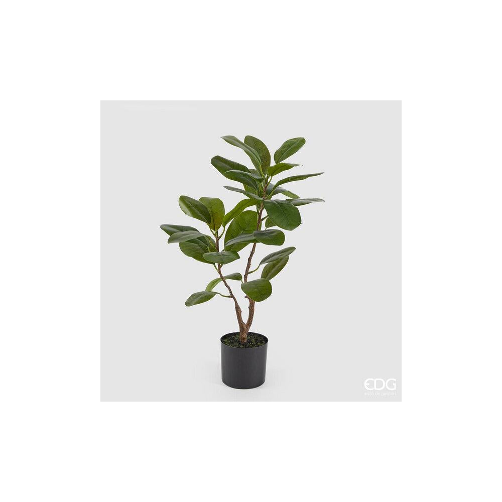 EDG - Ficus Chic con jarrón Alt.64