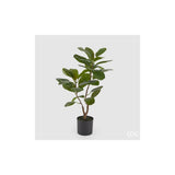 EDG - Ficus Chic W/Vase H64