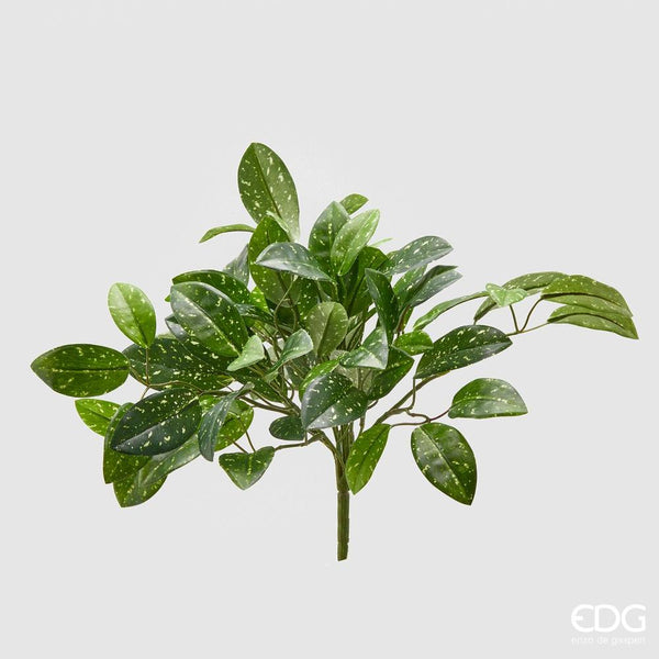 EDG - Hoya Cesp.H35 C2