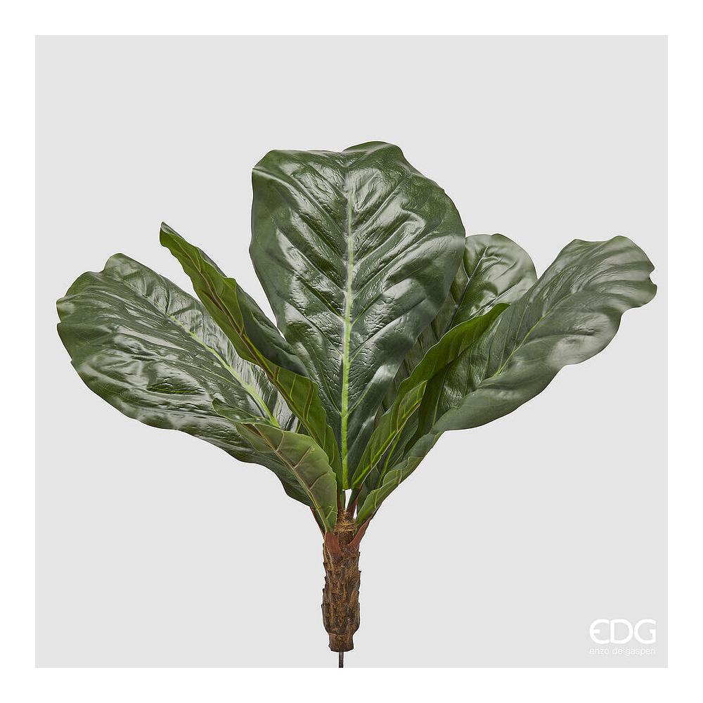 EDG - Ficus Lyrata Cespuglio X7 Foglie H.70