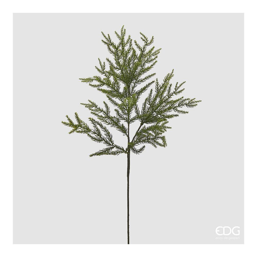 EDG - Sucursal Cryptomeria H84