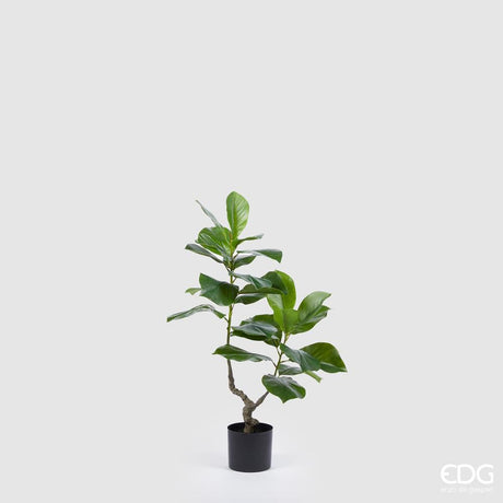 EDG - Ficus Chic Plant X2 H90 C3