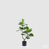 EDG - Ficus Chic Pianta X2 H90 C3