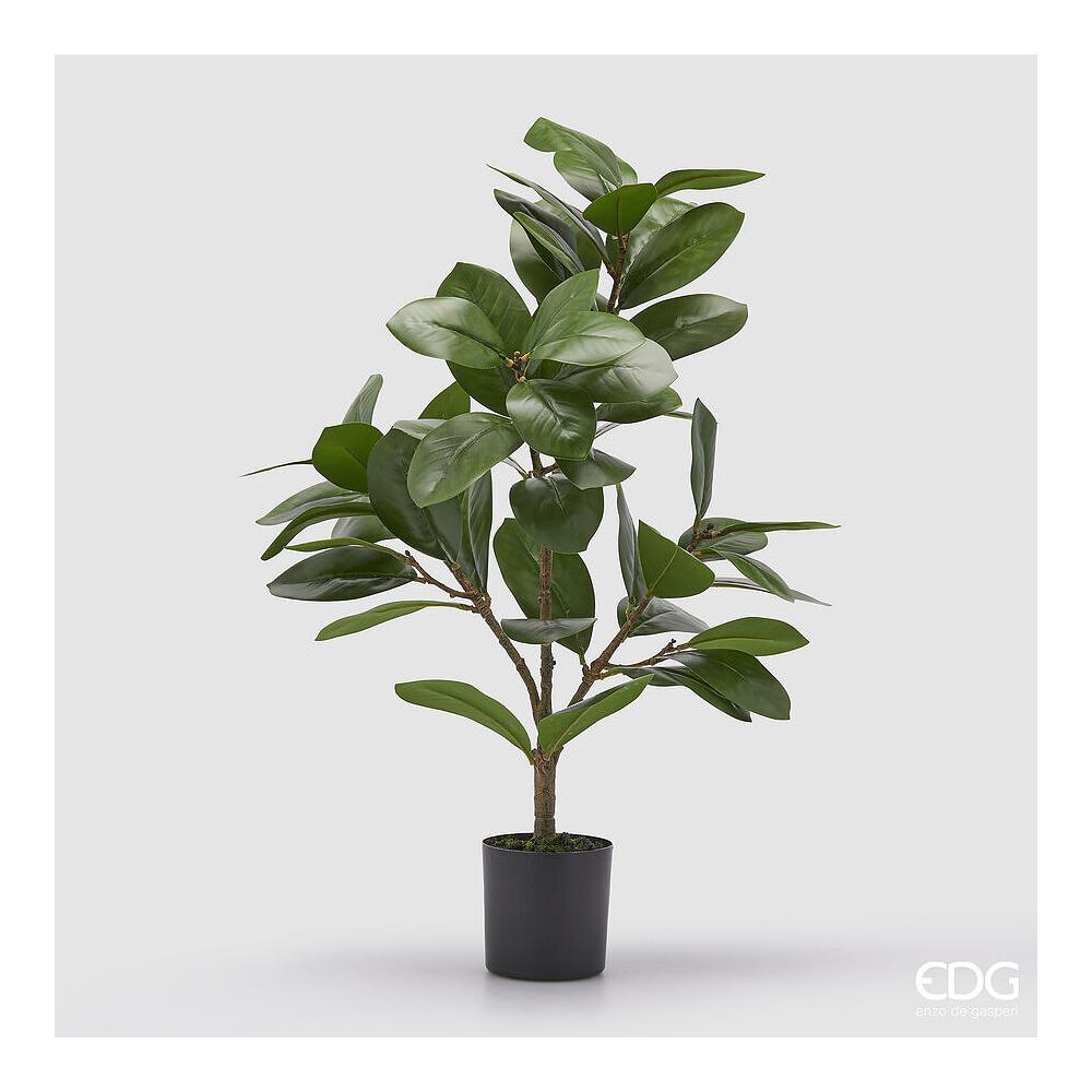 EDG - Ficus Con Vaso H.64