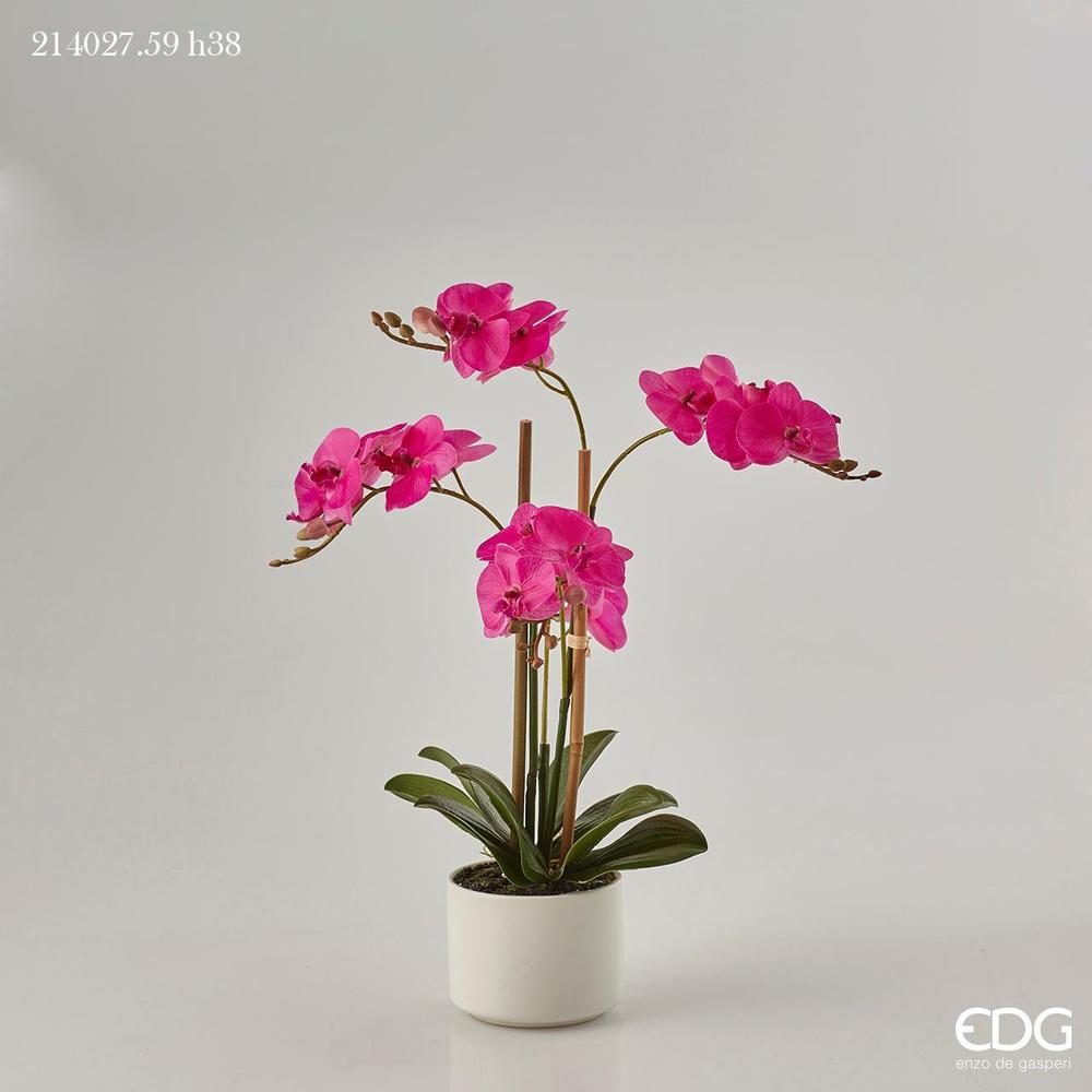 EDG - Orchidea Phal.Real C/Vaso H38(23F) B6
