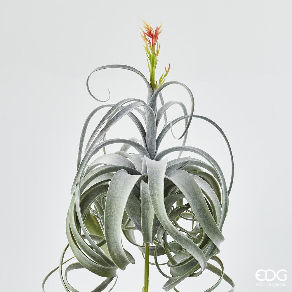 EDG - Tillandsia Fior.Cesp.H60 (30Fg) B8