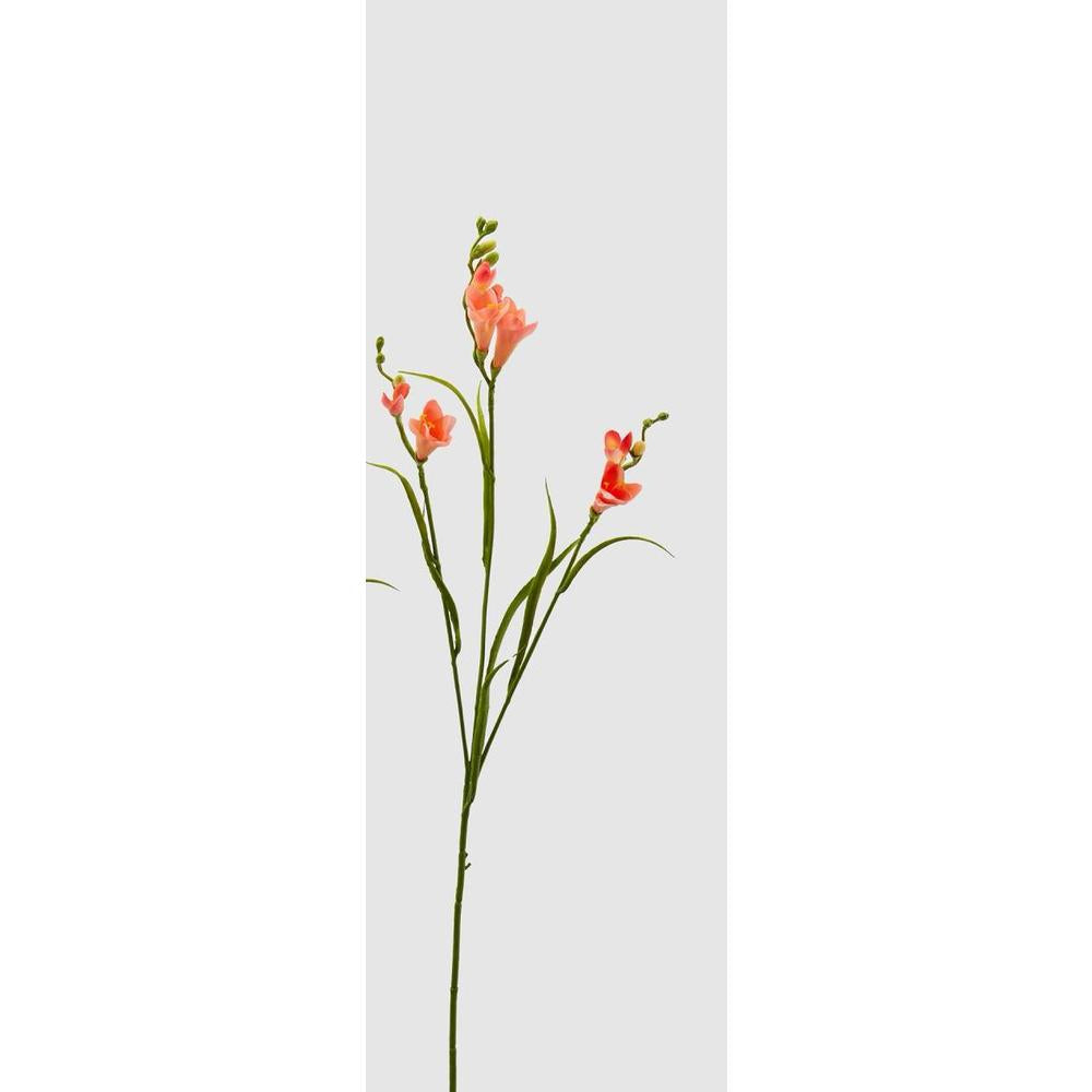 EDG - Freesia Rex X3 H 65 Cm [Orange]