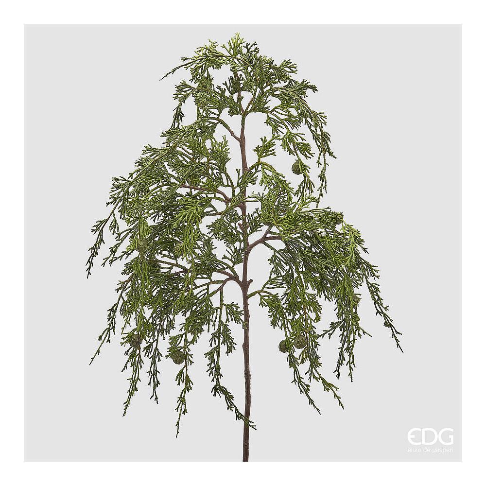 EDG - Thuja Ramo Cadente H80 Cm