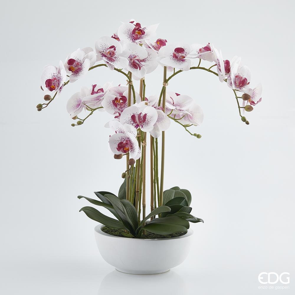 EDG - Orchidea Phal.Plant X6 C/Florero A64 B7