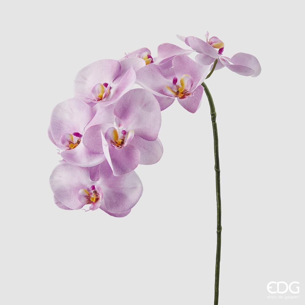 EDG - Orchid Phal.Rex Branch H80 (7F) B6