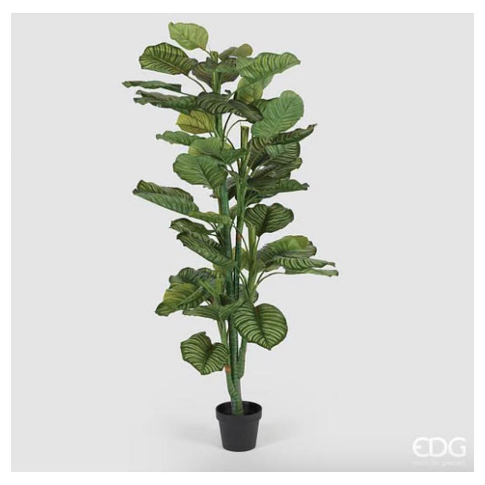 EDG - Calathea Bell Plant W/Pot H150 C2