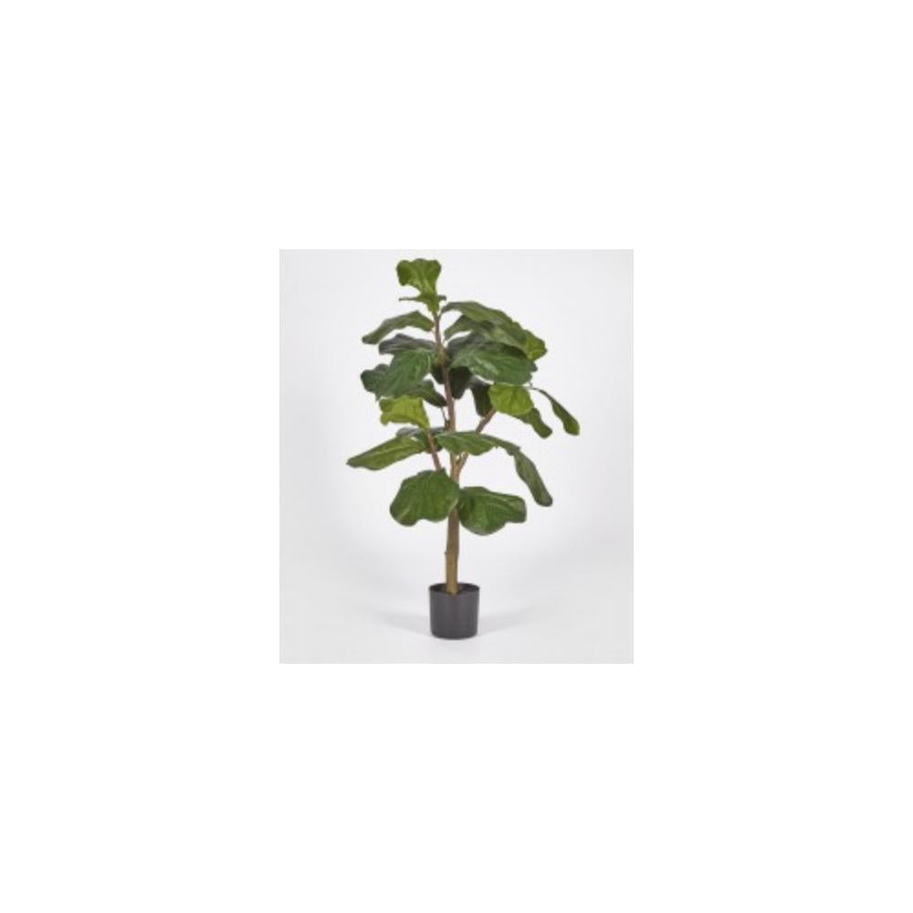 EDG - Ficus Lyrata Con Maceta H092(24Fg)