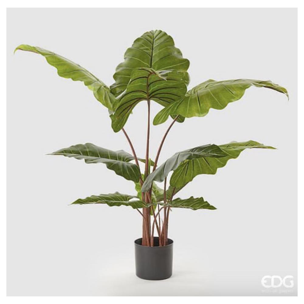 EDG - Alocasia Chic C/Vaso H120(11Fg) C0