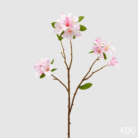 EDG - Rhododendron Rex Branch H70 C2