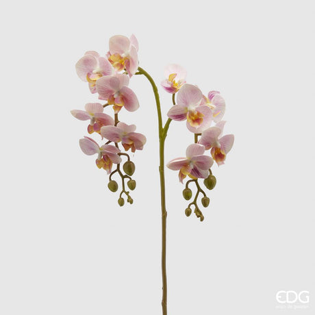 EDG - Orquídea Phal.Olis Rama X2 H62 C3