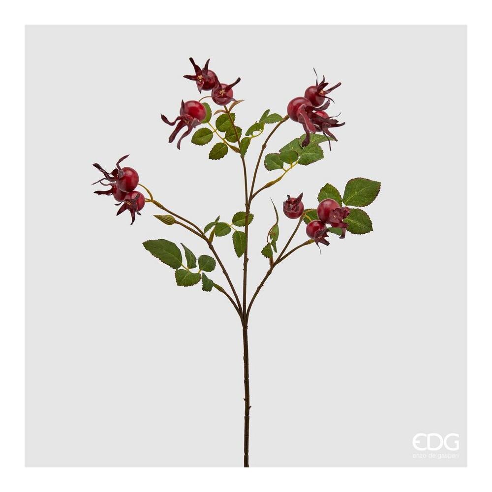 EDG - Rosa Canina Glory Dark Red Ramo X12 H70 Cm