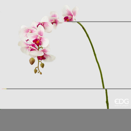 EDG - Orquídea Phal.Real Rama H76(9F) B5