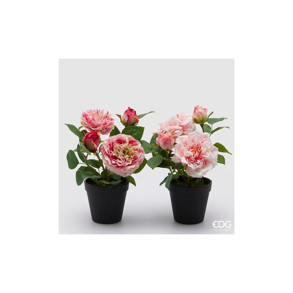EDG - Rosa Olis X2 W/Vase+2 Buds H28 [Fuxia]