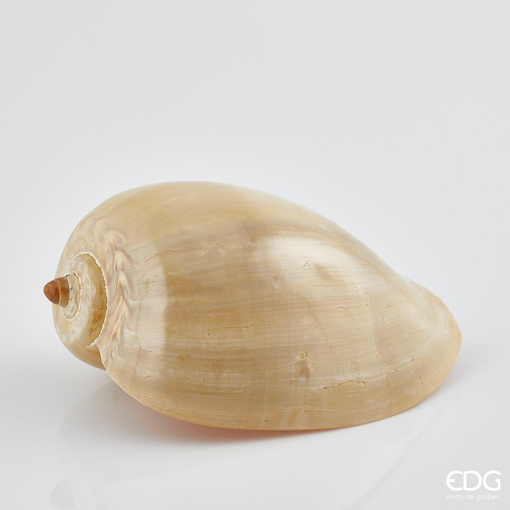 EDG - Shell Apple Tree Diadem Cm18-20 B8