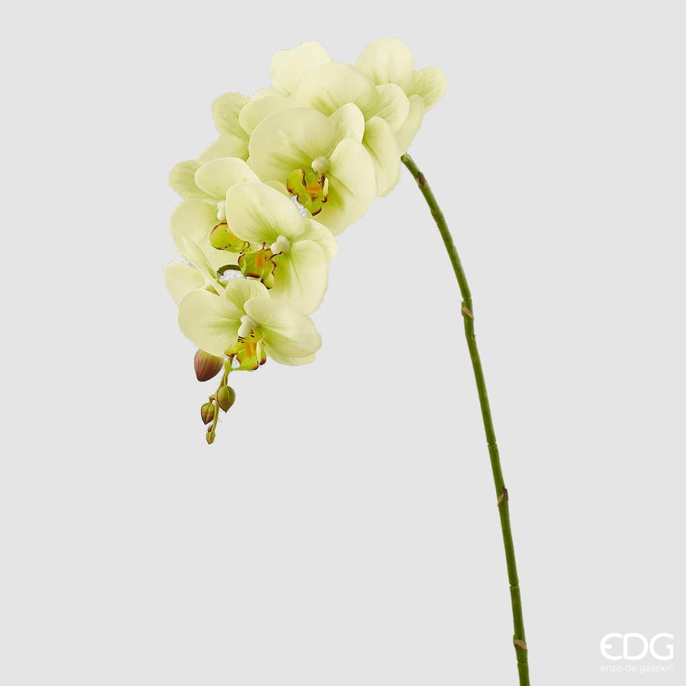 EDG - Orchid Phal.Real Branch H76(9F) B5