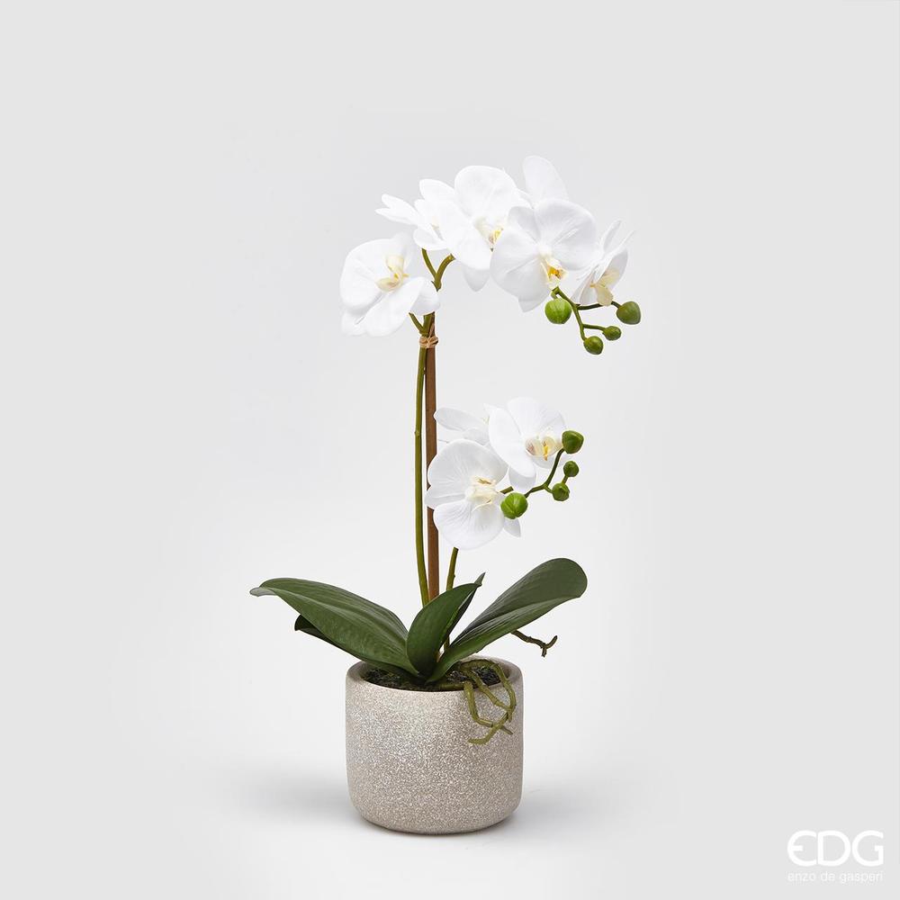 EDG - Orchidea Phal.Pianta X2 C/Vaso H42 C0