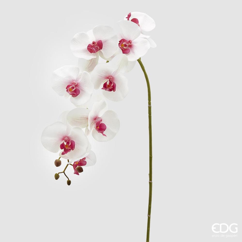 EDG - Orquídea Phal.Real Rama X8 H117 B9