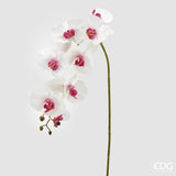 EDG - Orchidea Phal.Real Ramo X8 H117 B9