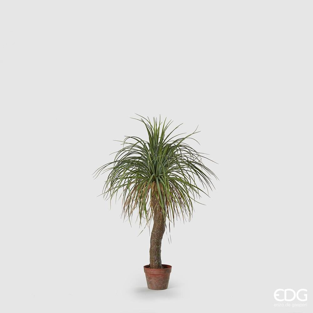 EDG - Planta Beaucarnea C/Maceta H100 B8