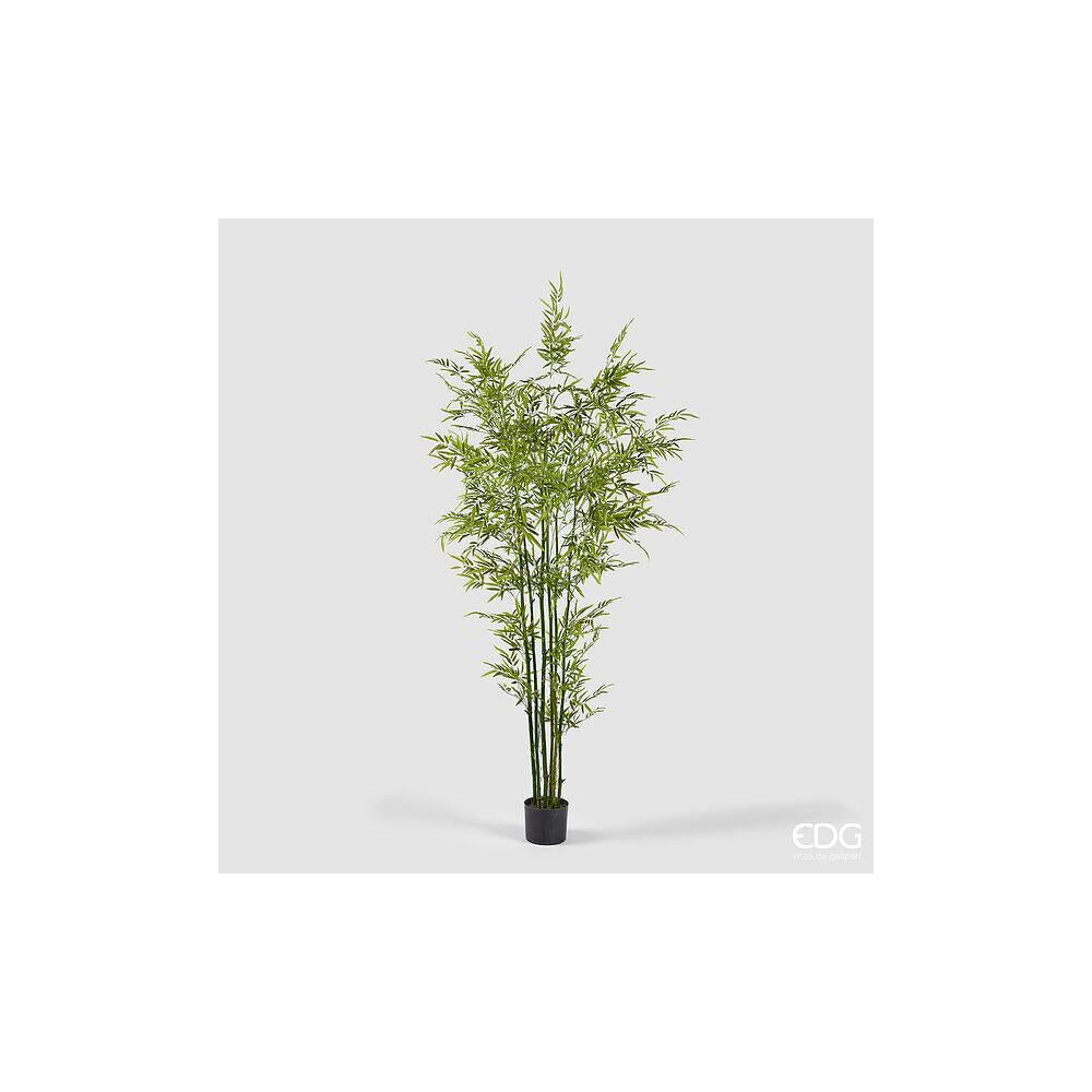 EDG - Bamboo Con Vaso H210
