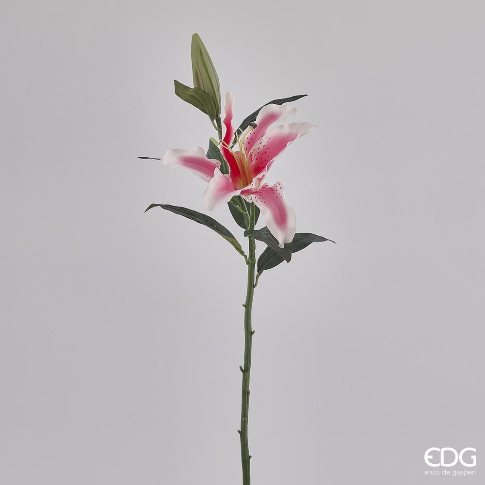 EDG - Lilium Rama C/Bocc H70 (Yf) B8