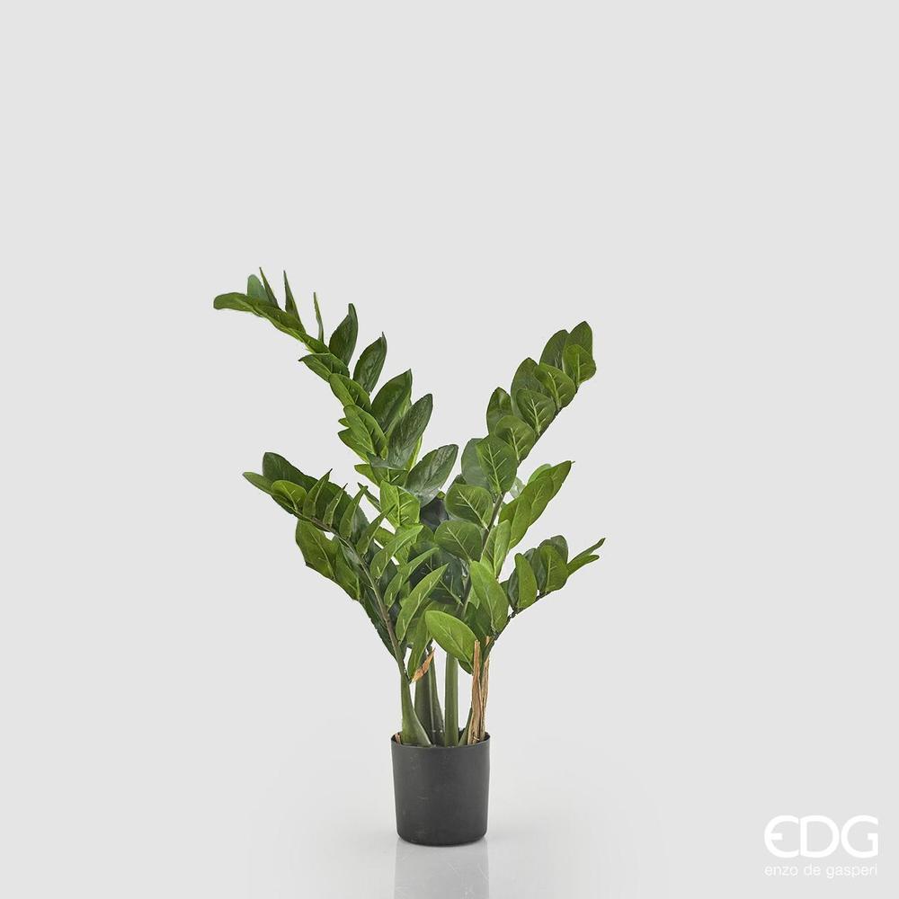 EDG - Zamifolia X7 C/Vase H070 (116Fg) B5