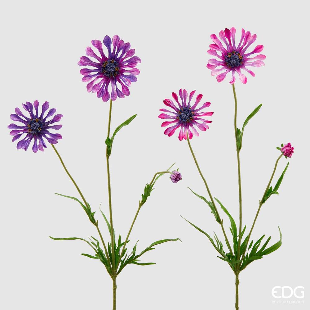 EDG - Scabiosa Rex Branch X3(2Ass) H65 C2