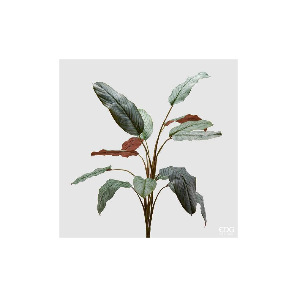 EDG - Calathea Plant H114 (14Fg)