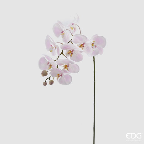 EDG - Orquídea Phal.Real H93 (9F.) B4