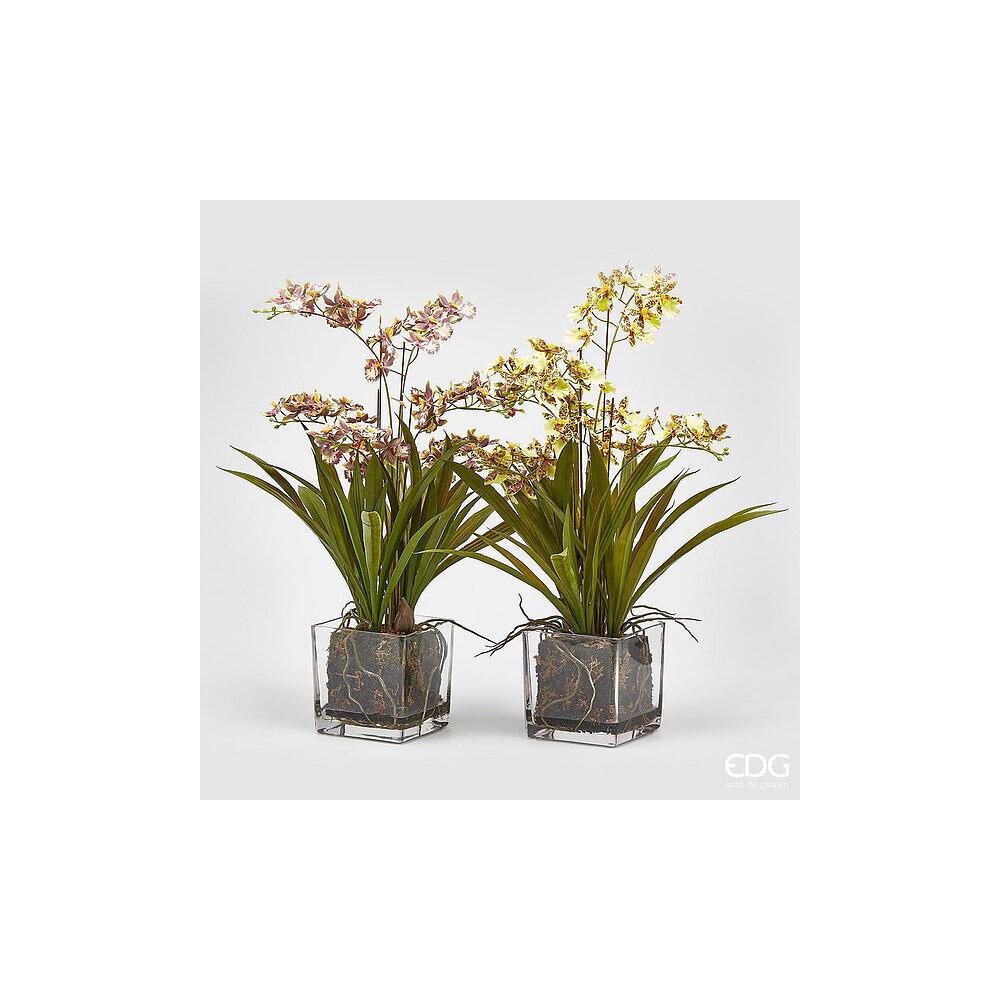 EDG - Orquídea Oncidium X6 C/Florero H61 Burdeos