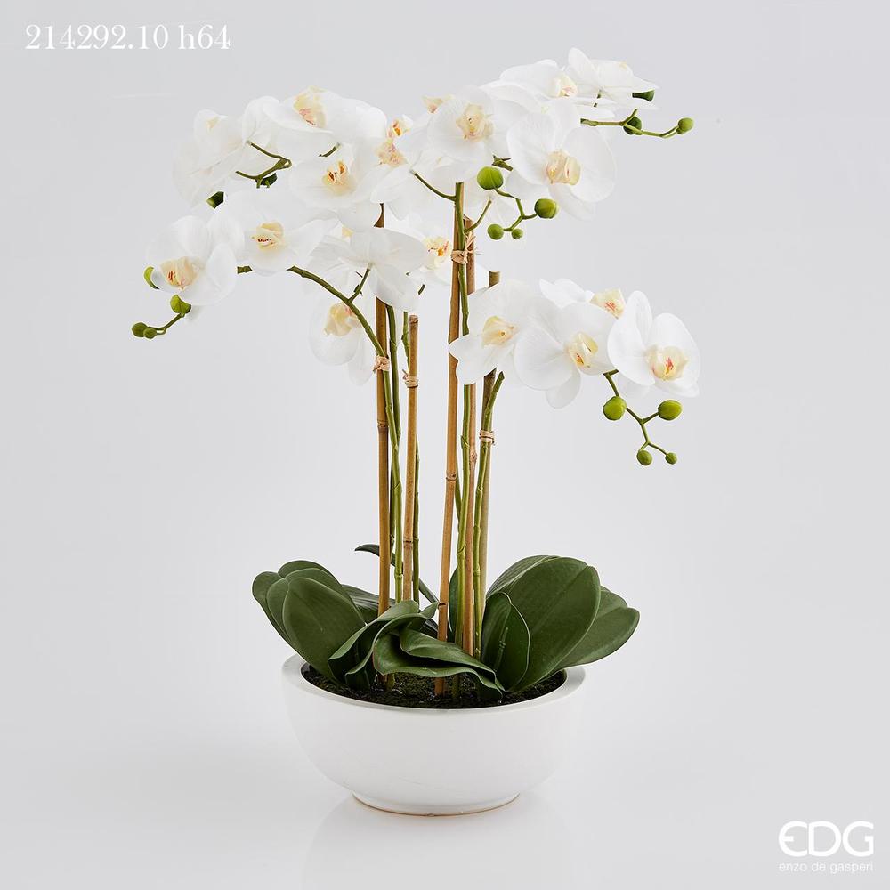 EDG - Orchidea Phal.Plant X6 C/Vase H64 B7