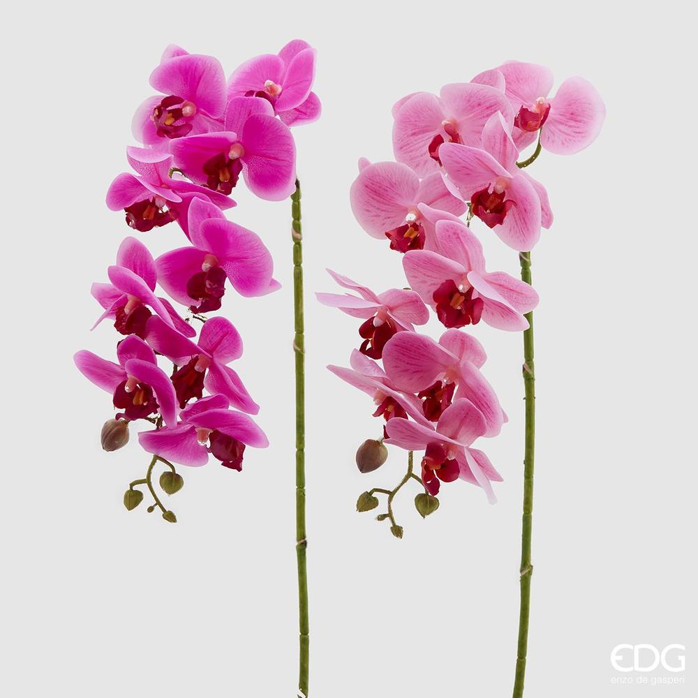 EDG - Orchidea Phal.Real Ramo H76(9F) B5