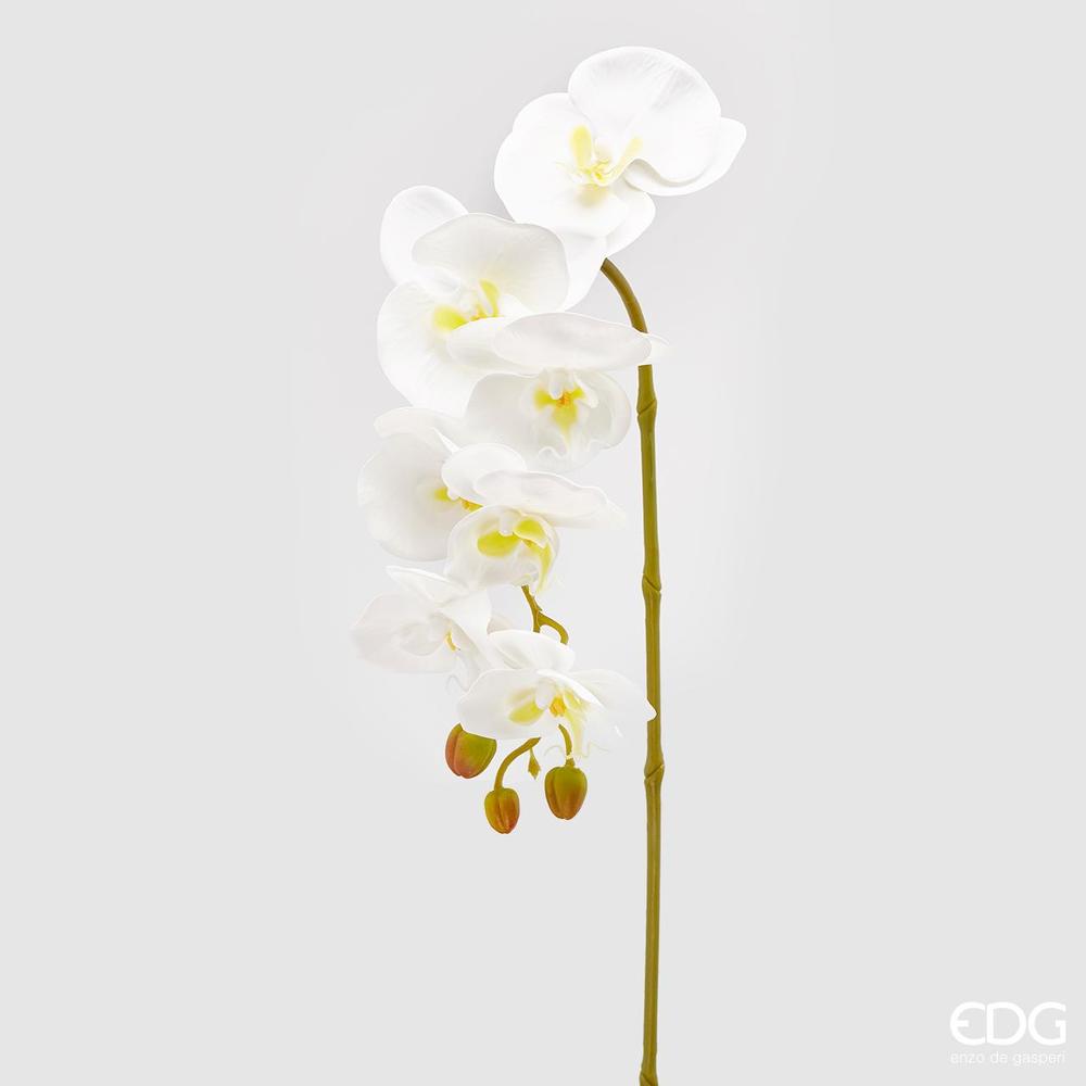 EDG - Orquídea Phal.Olisramo 3D X7 H85 C0