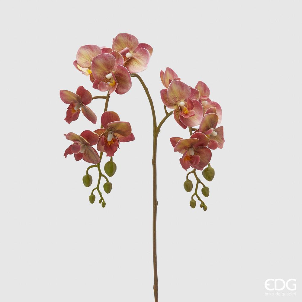 EDG - Orchid Phal.Olis Branch X2 H62 C3