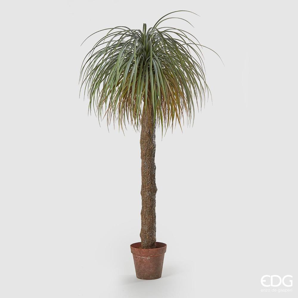 EDG - Beaucarnea Plant C/Pot H190 B8